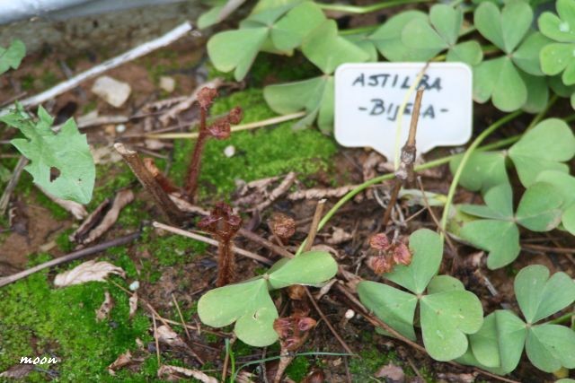 astilba